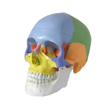 1:1 Realistické Človeka Anatomické Farebné Hlavy, Kostra, Lebka Model Vyučovania