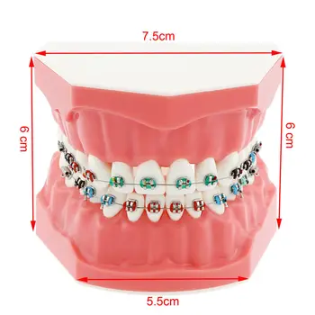 Zubné Učiť Typodont Demonštrácia Zuby Model s Traky Pre Pacienta Štúdia M7010-2